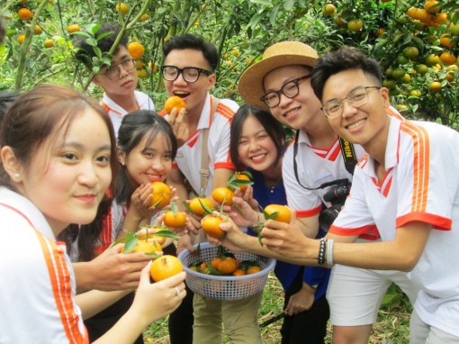 Trải nghiệm check-in vườn quýt hồng núi Cấm