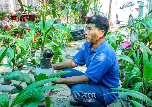 Bonsai dừa - cây mini giá tiền triệu