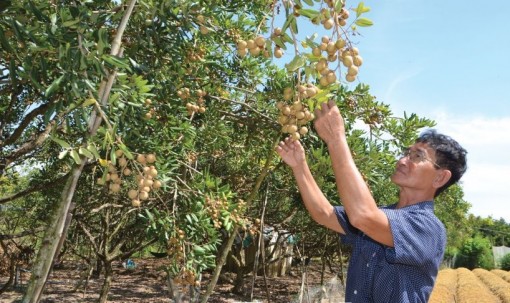 Ngày xuân nghe nông dân Khmer kể chuyện làm giàu