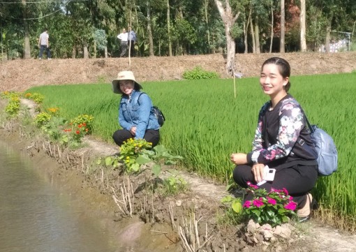 “Ruộng lúa bờ hoa” - Dễ làm, hiệu quả cao