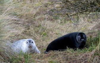 Đàn hải cẩu đen quý hiếm bất ngờ lộ diện ở khu bảo tồn Anh