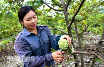 Ninh Bình: Trồng na ra quả trái vụ, cắt 5 tấn trái nào cũng to bự, nông dân làng này trúng lớn