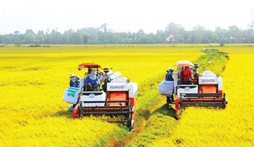 Sản lượng và giá trị gia tăng, khẳng định thương hiệu gạo Việt Nam