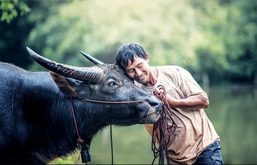 “Nghề ” nuôi trâu