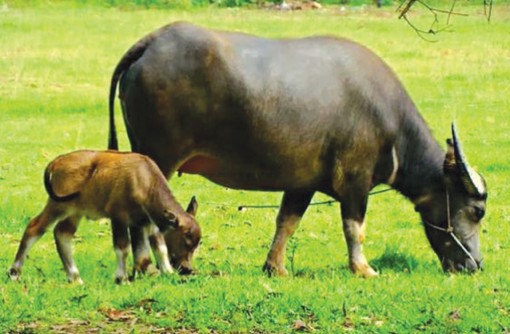 Năm Sửu nói chuyện các loài trâu