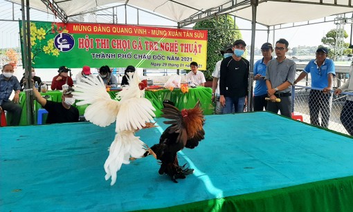 Hào hứng Hội thi chọi gà tre nghệ thuật mừng Đảng, mừng xuân năm 2021 tại TP. Châu Đốc