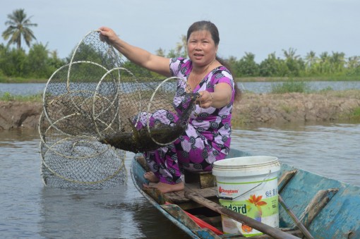 Luân canh tôm - lúa bền vững