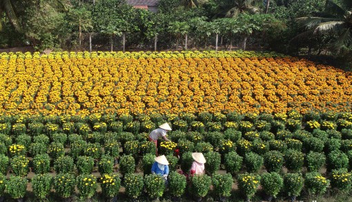 Hoa tết... chờ thương lái