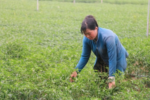 Đề phòng dịch hại mùa Tết