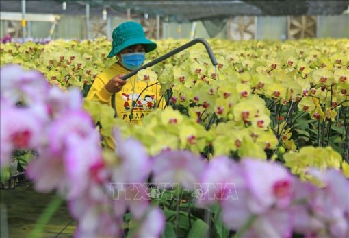 Mong Tết an lành!