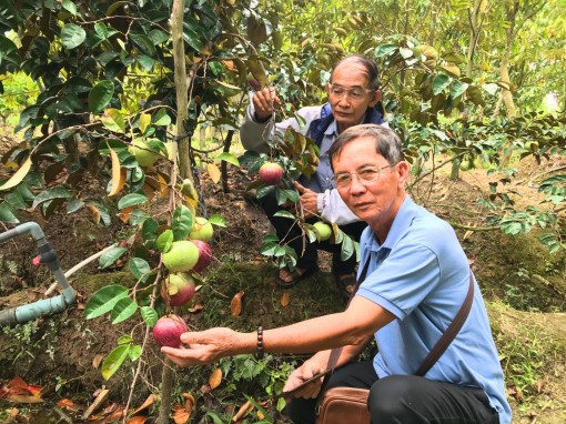 Độc đáo vú sữa không mủ, ăn luôn… vỏ