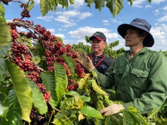 Thị trường nông sản tuần qua: Giá cà phê hồi phục nhẹ