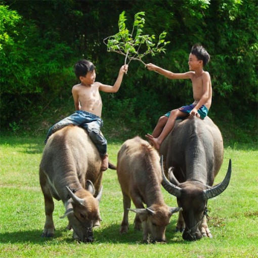 Những mẩu chuyện về con trâu