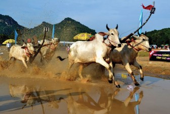 Nghe nghệ nhân đua bò Bảy Núi kể chuyện trâu ở Tây Ninh