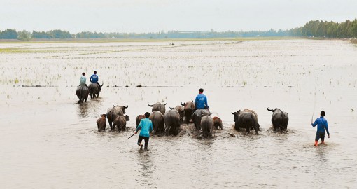 “Con trâu là đầu cơ nghiệp” !