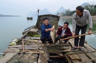 Quảng Bình: Ở nơi này nông dân ăn Tết to nhờ nuôi cá trắm cỏ to dài trên sông Gianh