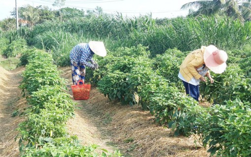 Bến Tre: Trồng cây ra trái ăn cay phải xuýt xoa mà nông dân có khoản tiền to