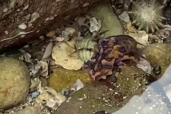 Phát hiện bạch tuộc có nọc độc hơn cả rắn hổ mang ở Australia