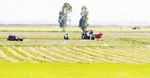 Đồng Tháp thành công bước đầu trong chuyển đổi cơ cấu nông nghiệp