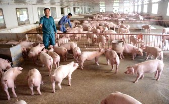 Tuyên Quang: Năm trâu lên xứ nuôi trâu ngố lại gặp ông tỷ phú nông dân nuôi lợn, doanh thu năm 2020 là 20 tỷ