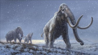 Giải mã ADN lâu đời nhất thế giới từ voi ma mút