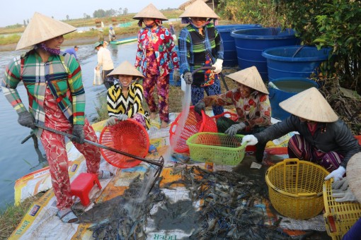 Nông dân Bạc Liêu thu hoạch vụ tôm đầu năm “trúng mùa, trúng giá”