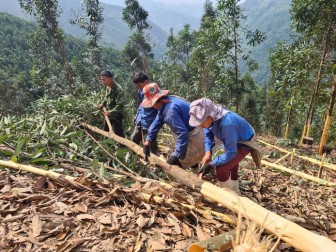 Lào Cai: Trồng cây này, chỉ cần cạo vỏ, hái lá, cành dăm bán cho thương lái, thu hơn 24 tỷ đồng