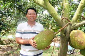 Vườn trồng mít Thái rộng 20ha của 1 ông nông dân tỉnh Đắk Lắk, bất ngờ những cây mít ra trái từ gốc lên ngọn