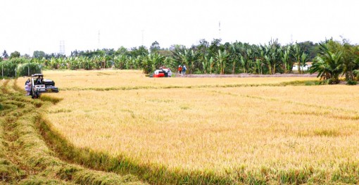 Cần Thơ tăng cường sản xuất các loại lúa thơm, chất lượng cao