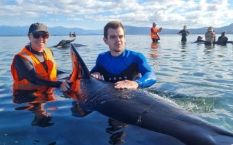 Giải cứu 40 con cá voi mắc cạn ở New Zealand