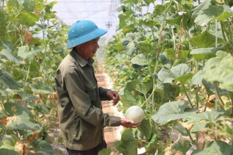 Hà Nội: Hơn 500 mô hình hay giúp nông dân tăng thu nhập