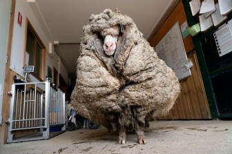Giải cứu cừu hoang dã mang bộ lông nặng tới 35 kg