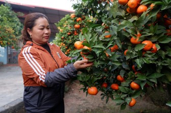Nữ nông dân xứ vải thiều thu tiền tỷ từ... trồng cam