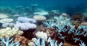 Giới khoa học Australia kêu gọi hành động khẩn cấp để cứu các hệ sinh thái