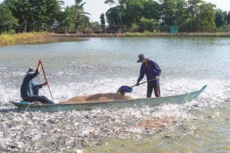 Giá thức ăn chăn nuôi cá tra tăng