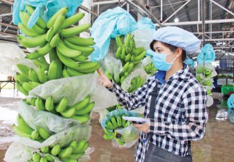 Loại quả nơi nào ở Việt Nam cũng trồng đắt hàng ở châu Âu, giá lên tới 3.192,9 Eur/tấn