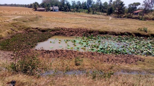 Xâm nhập mặn ở ĐBSCL tăng cao vào đầu tháng 3