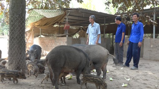 Đồng Tháp: Hợp tác nuôi heo rừng - Mô hình kinh tế mới vùng biên