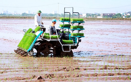 Triển khai dự án ứng dụng công nghệ cấy máy trong sản xuất lúa