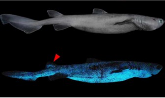 Phát hiện 3 loài cá mập phát sáng dưới biển sâu