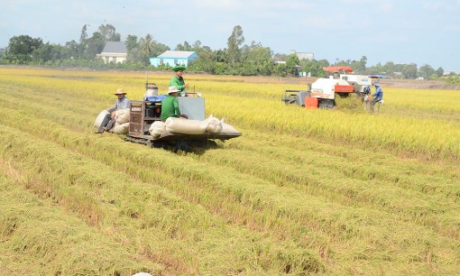 Tiền Giang: Thu hoạch hơn 25.000 ha lúa đông xuân