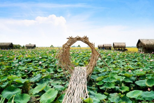 Cánh đồng sen ở Đồng Tháp đang vào mùa nở rộ mà còn miễn phí vé vào, thực đơn toàn món đặc sản giá chỉ từ 8k