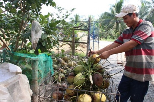 Nông dân Tiền Giang phấn khởi bởi giá dừa khô đang tăng mạnh