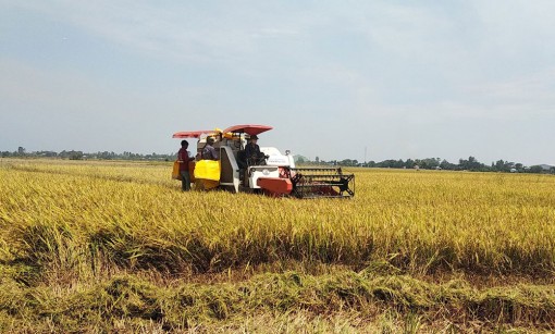 Phát triển vùng chuyên canh nếp Phú Tân