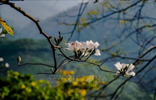 Hoa ban bung nở trên núi rừng Tây Bắc