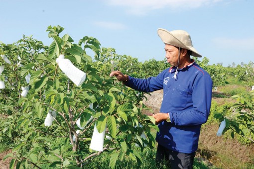 Triển vọng mô hình trồng cây na Thái trên đất phèn