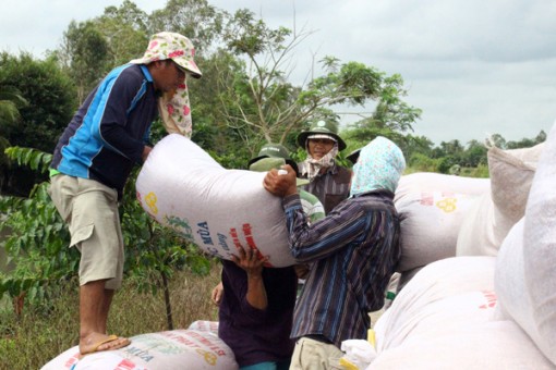 Giá lúa đông xuân cao kỷ lục, nông dân miền Tây thu lời cao