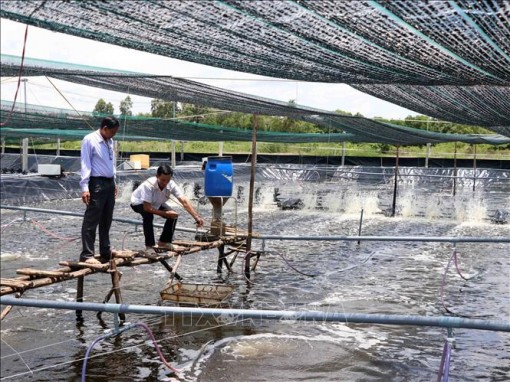 Cà Mau: Phát triển mô hình nuôi tôm đạt chứng nhận quốc tế