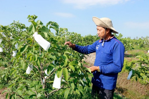 Cây na Thái trên vùng đất phèn