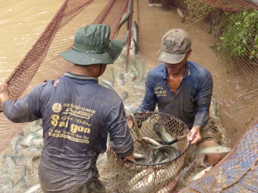 Đồng Tháp: Sinh kế mùa lũ, mô hình thích ứng với biến đổi khí hậu và mang lại lợi nhuận cao